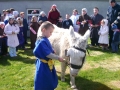donkey-4