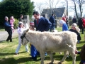 donkey-5